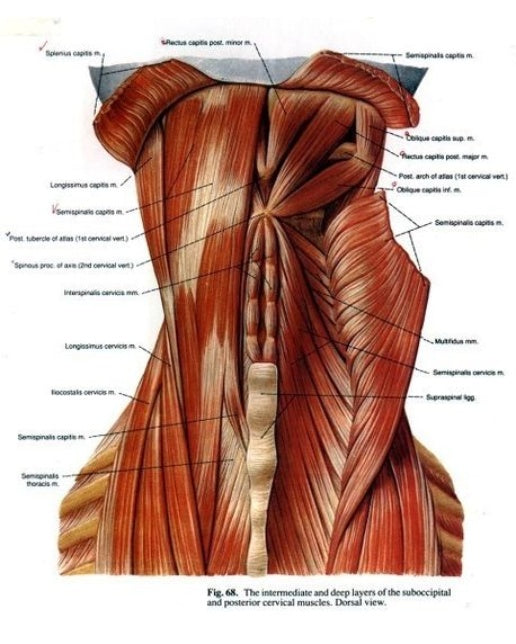 인체의 공연예술